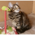 Topsy 